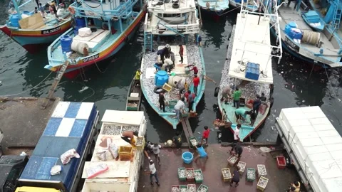Loading fish Stock-Footage 255127094