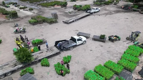 Loading flowers and plants to transportation. Farmers working Stock Footage 241951606