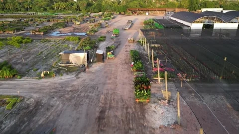 Loading flowers and plants to transportation. Farmers working Stock Footage 241951909