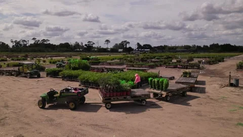 Loading flowers and plants to transportation. Farmers working Stock Footage 241951972