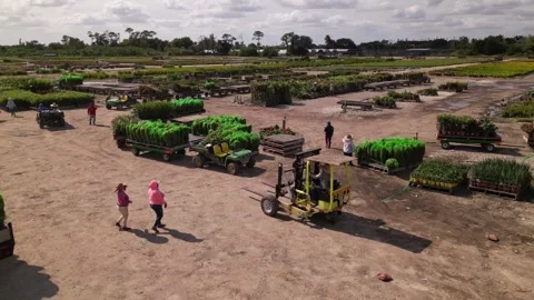 Loading flowers and plants to transportation. Farmers working Stock Footage 241952059