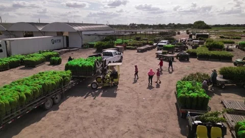 Loading flowers and plants to transportation. Farmers working Stock Footage 241952107