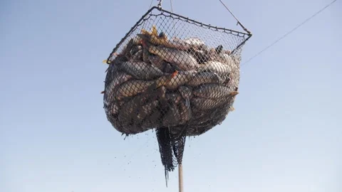 Loading fresh fish into a transport container. Stock Footage 322793120
