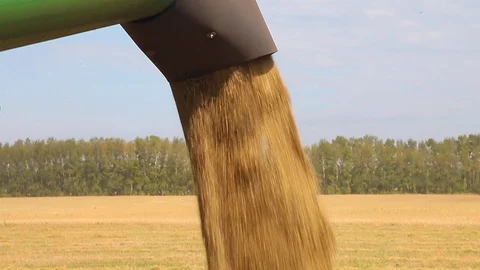 Loading of grain into the car body Stock Footage 81068778
