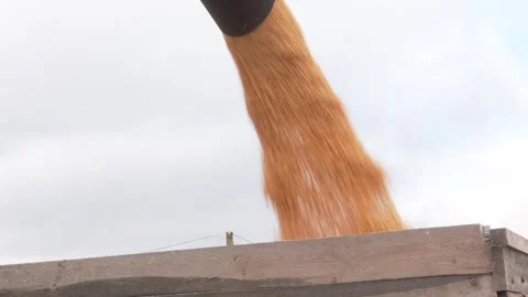 Loading of grain corn in the trailer  from a combine in the field. Video stock 330347114