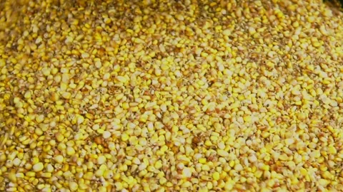 Loading of grain corn in the trailer  from a combine in the field Video stock 330347335