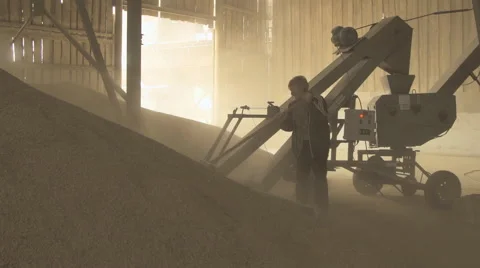 Loading grain with help of scraper conveyor and two workers Stock Footage 63997854