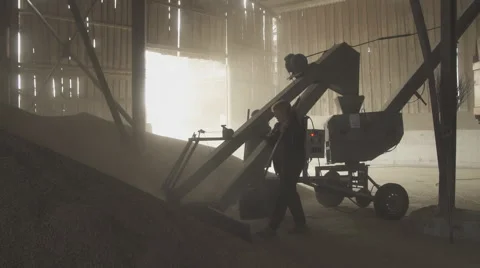 Loading of grain from storage by a conveyor to a truck body Stock Footage 63997958