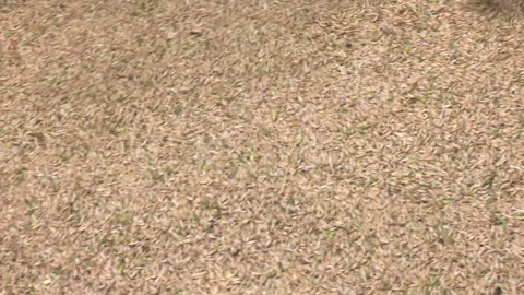 Loading grain into a truck body Stock Footage 323617657