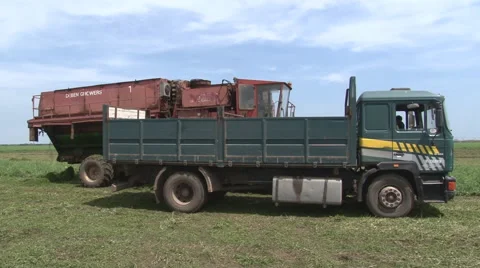 Loading green peas to the trailer Stock Footage 51065408