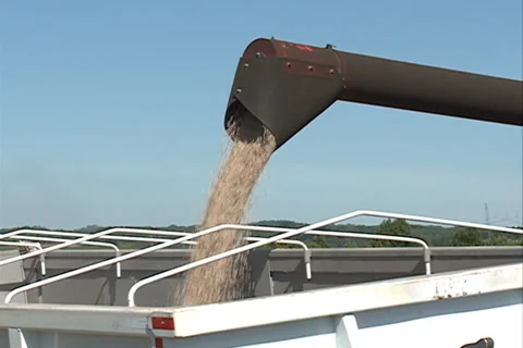 Loading Haricot grain SD 11 Video stock 37472368