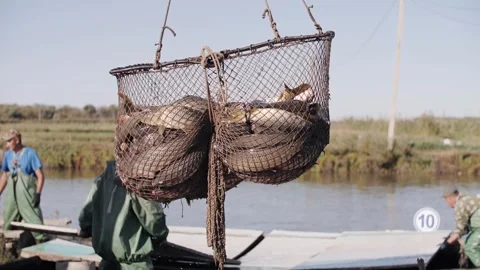 Loading Harvested Fish in Large Lift Basket at Fish Farm Stock Footage 322171440