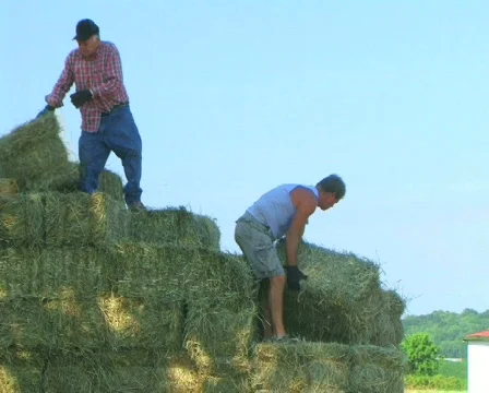 Loading Hay 動画素材 156395