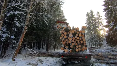 Loading logs on a car for transportation on a winter day Video stock 146543897