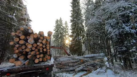 Loading logs on a car for transportation on a winter day Stock Footage 146543901