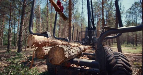 Loading logs in the middle of the forest. A forklift loads pine trunks into the Stock Footage 157473403