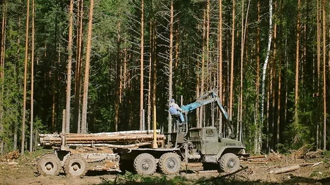 Loading logs in the truck, loading logs in the forest, the manipulator loads the Stock Footage 129237629