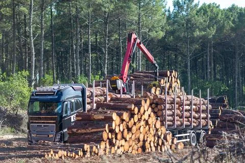 Loading logs on a truck trailer using a tractor loader with a grab crane tran Stock Photos