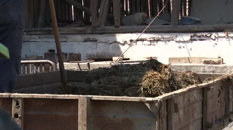 Loading of manure onto the trailer Stock Footage 56513116