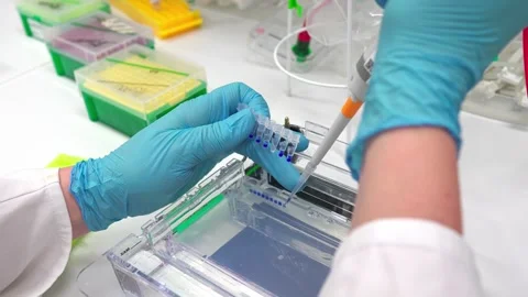Loading the PCR reaction on the agarose gel for the electrophorese Stock Footage 263253487