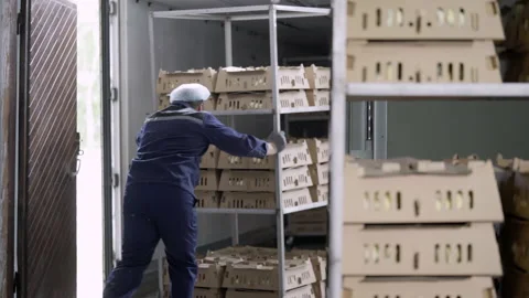 Loading poultry truck with huge amounts of small chicks inside the boxes Stock Footage 229919338