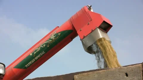 Loading rice harvest Stock Footage 12384352