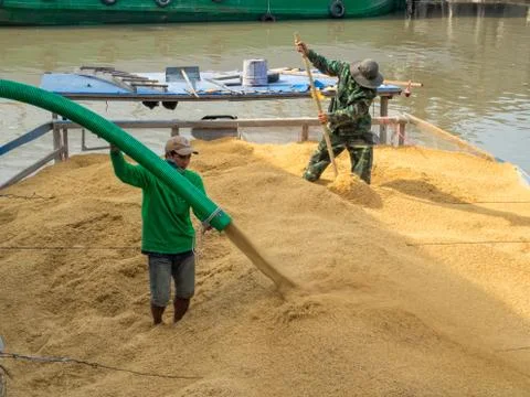 Loading rice - Phong Dien Stock Photos