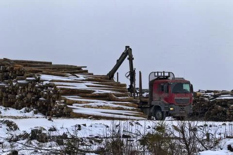 Loading of roundwood on timber yard Stock Photos