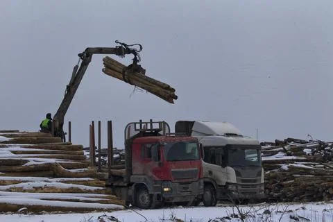 Loading of roundwood on timber yard Stock Photos