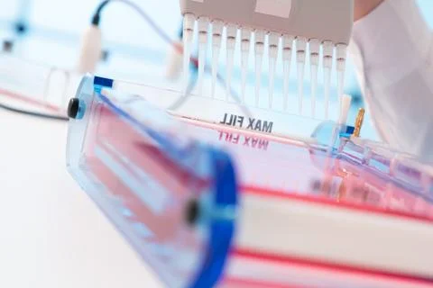 Loading Samples and Running an Agarose Gel for electrophoresis, Gel electroph Stock Photos