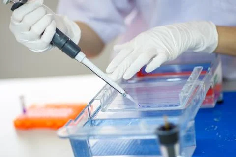 Loading samples into  gel for electrophoresis Stock Photos