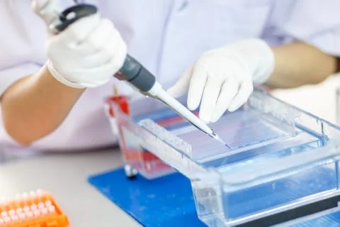 Loading samples into  gel for electrophoresis Stock Photos