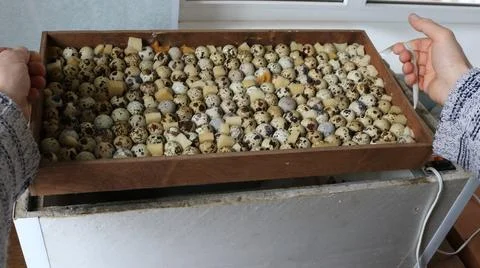 Loading selected quail eggs into the incubator Stock Photos