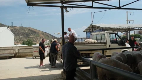 Loading Sheep onto Pickup Truck at Eid Market Stock Footage 310757161