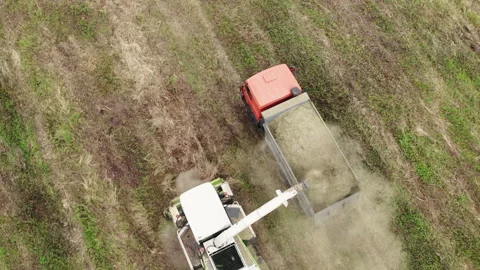 Loading shredded hay into the back of a truck on the field Stock-Footage 160286799