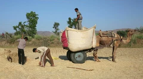 Loading straw onto camel-driven cart, Pushkar, Rajasthan, India Stock Footage 23345483
