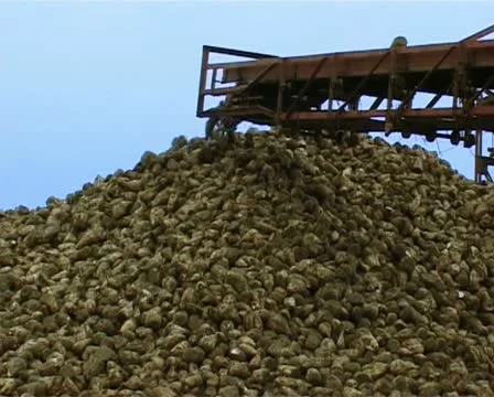 Loading Of Sugar Beet - PAL Stock Footage 16063710
