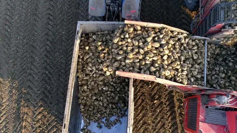 Loading sugar beet on a tractor, aerial view Stock Footage 123663224