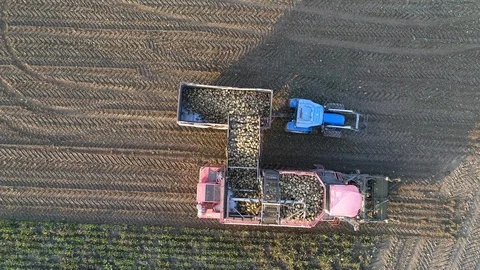 Loading sugar beet on a tractor, aerial view Stock Footage 123663311