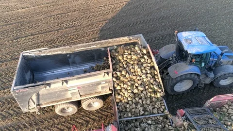Loading sugar beet on a tractor, aerial view Stock Footage 123663524