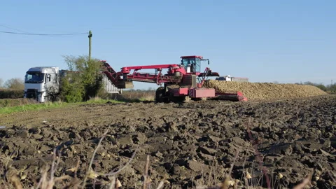 Loading sugar beet into trailers at roadside Stock Footage 300478787
