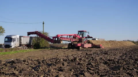 Loading sugar beet into trailers at roadside Stock Footage 300479389