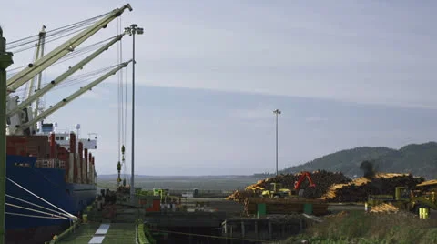 Loading Timber from Logging Deck to Ship at Dock 1 Stock Footage 23264076