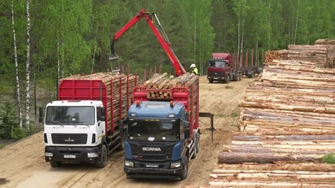Loading timber into a logging truck. Logging Stockbeeldmateriaal 293211118