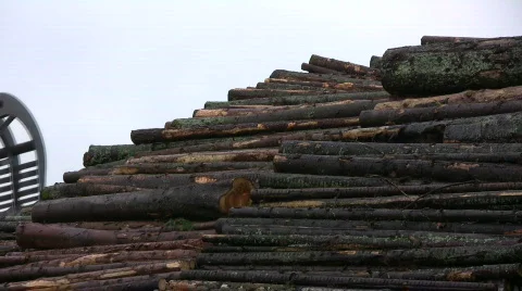 Loading timber,forklift Stock Footage 599241