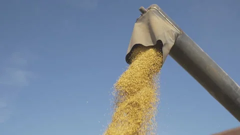 Loading trailer with harvested soy beans Stock Footage 161115090