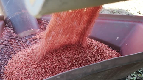 Loading Treated Wheat Seed into Seeder During Spring Sowing Operations Stock Footage 345021947