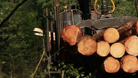 Loading tree trunks Stockbeeldmateriaal 163982592