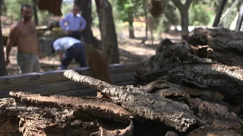 Loading truck with oak bark cork Stock Footage 58119787