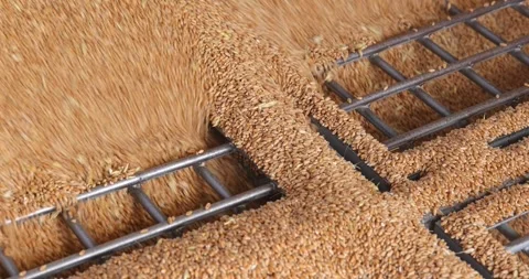 Loading wheat grains in a silo after harvest, close up Stock Footage 278526825
